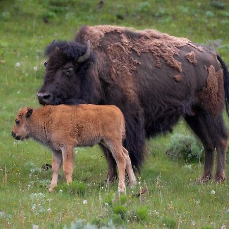 Let'S Go ! Fisherman, Families, Pools One Minute From Your Door, Comfort, Location Perfect, Amenity-Rich, Pup Friendly, Discover An Exceptional Wyoming Stay, Thermopolis River Walk Home At Hot Springs State Park, 'Where Families And Fisherman Stay' Zewnętrze zdjęcie