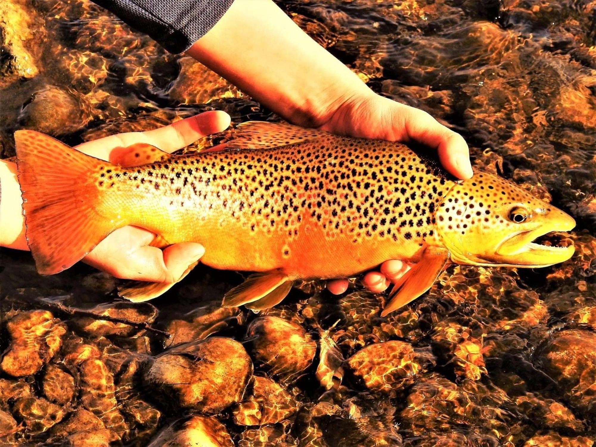Let'S Go ! Fisherman, Families, Pools One Minute From Your Door, Comfort, Location Perfect, Amenity-Rich, Pup Friendly, Discover An Exceptional Wyoming Stay, Thermopolis River Walk Home At Hot Springs State Park, 'Where Families And Fisherman Stay' Zewnętrze zdjęcie